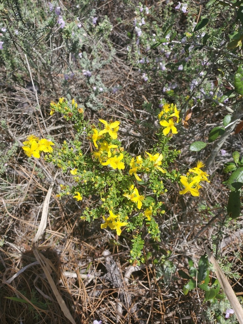 Flatwoods St. Johnswort photo 4