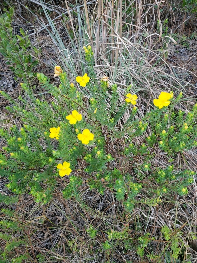 Flatwoods St. Johnswort photo 5