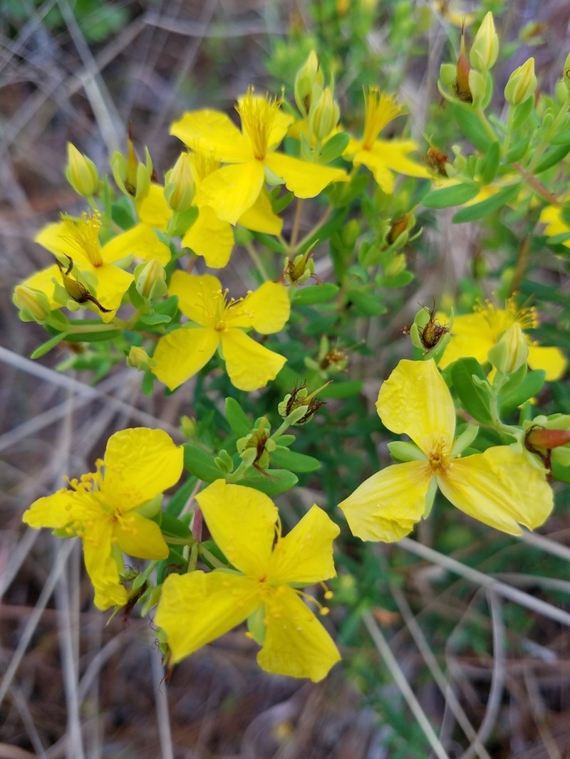 Flatwoods St. Johnswort photo 6