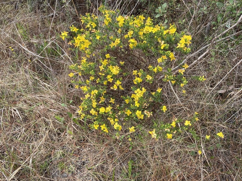 Flatwoods St. Johnswort photo 7