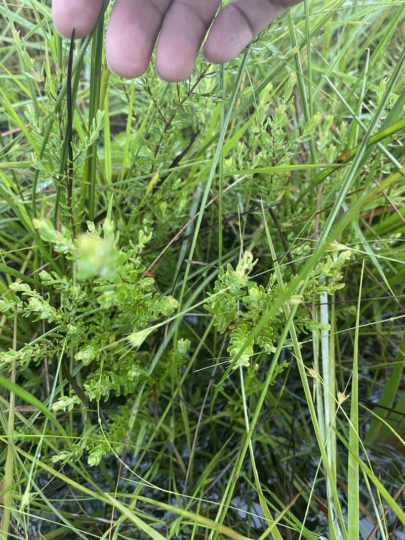 Flatwoods St. Johnswort photo 8