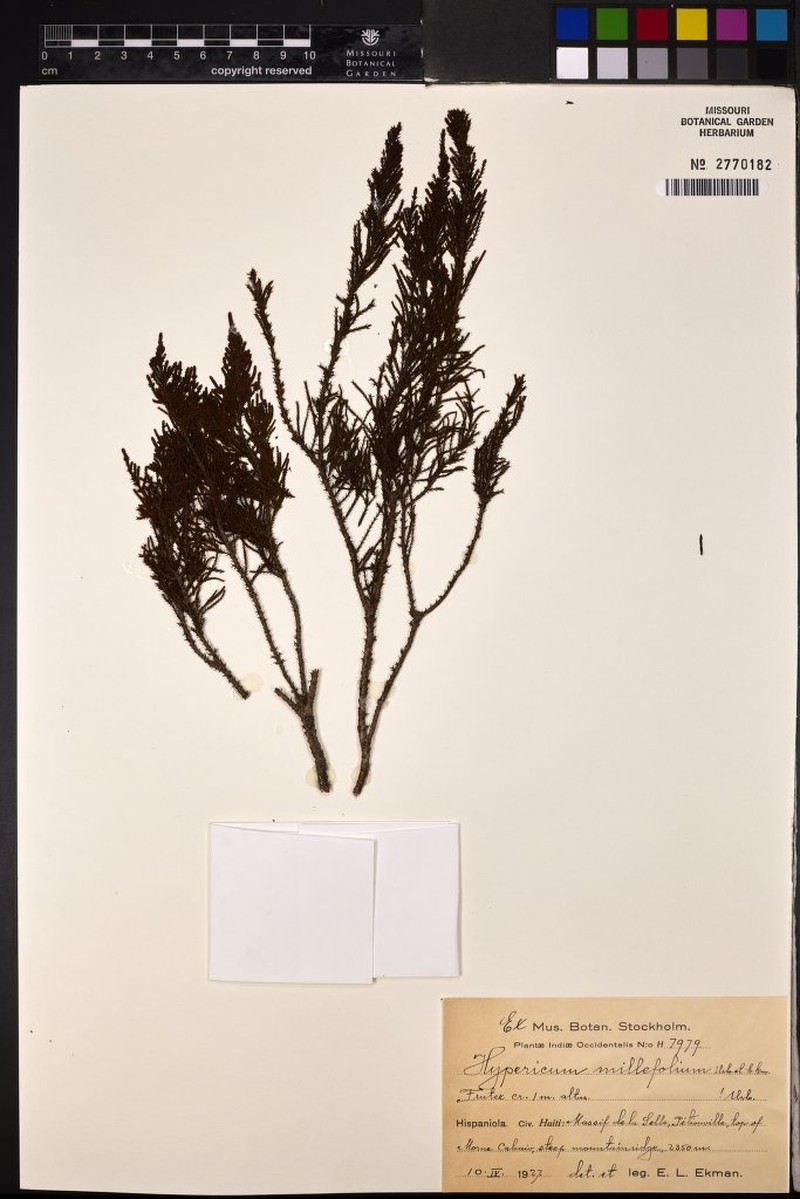 Hypericum millefolium
