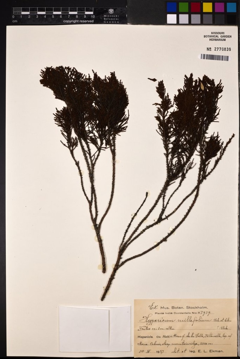Hypericum millefolium photo 2