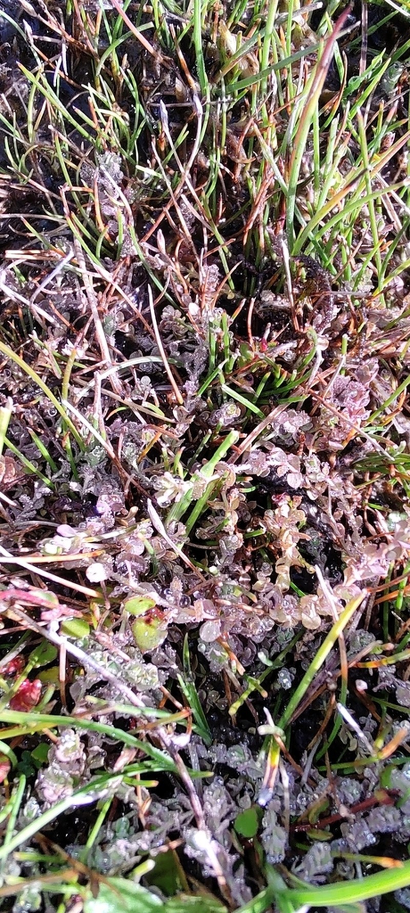 Hypericum minutiflorum