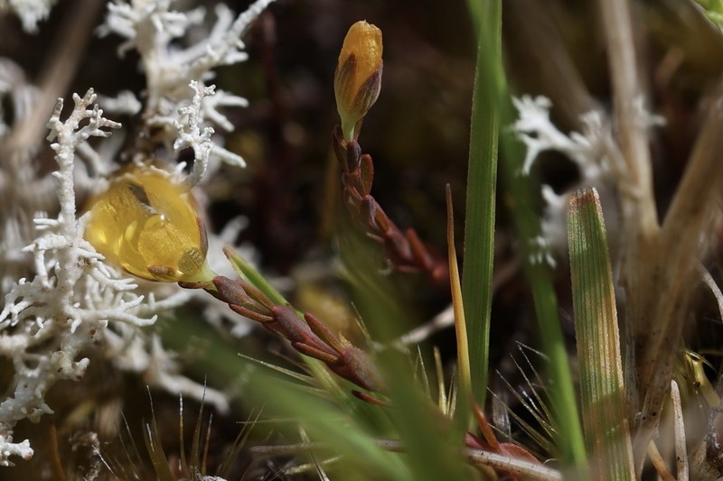Hypericum minutiflorum photo 3
