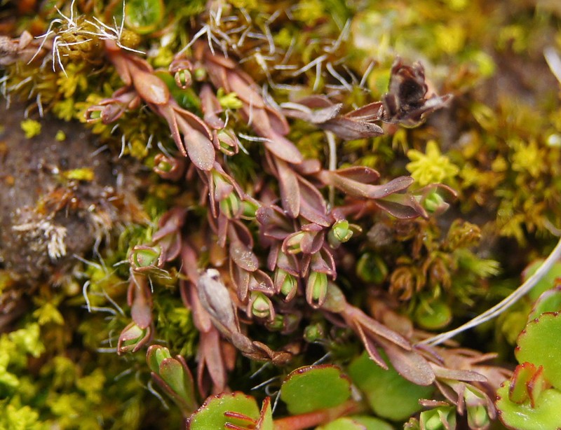 Hypericum minutiflorum photo 4