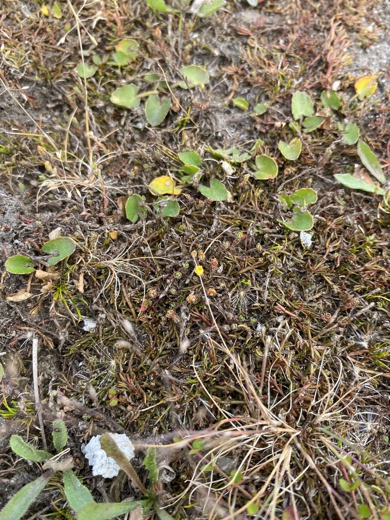 Hypericum minutiflorum photo 5