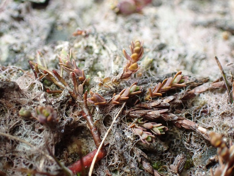 Hypericum minutiflorum photo 6