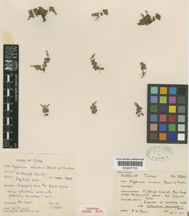 Hypericum minutum