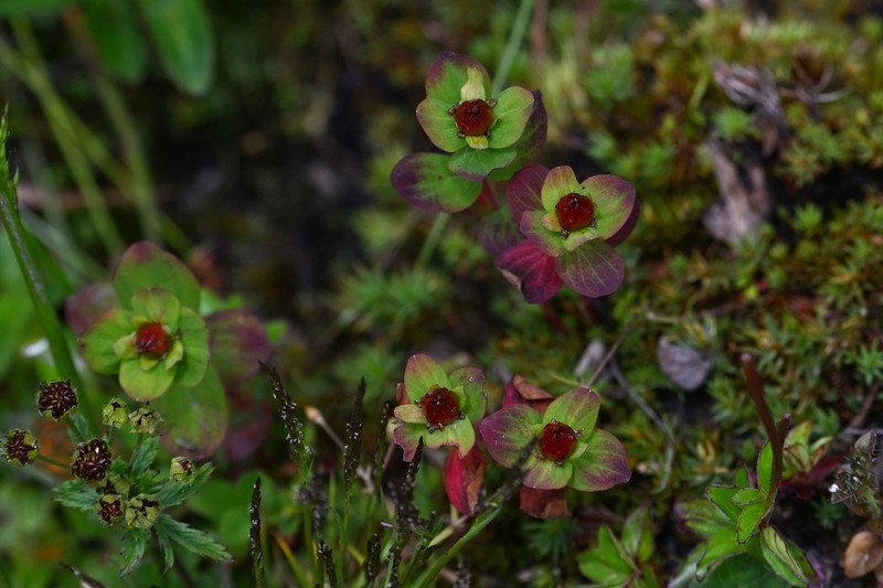 Hypericum monanthemum