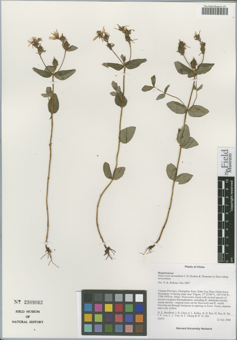 Hypericum monanthemum photo 2