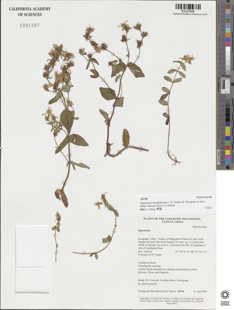 Hypericum monanthemum photo 4