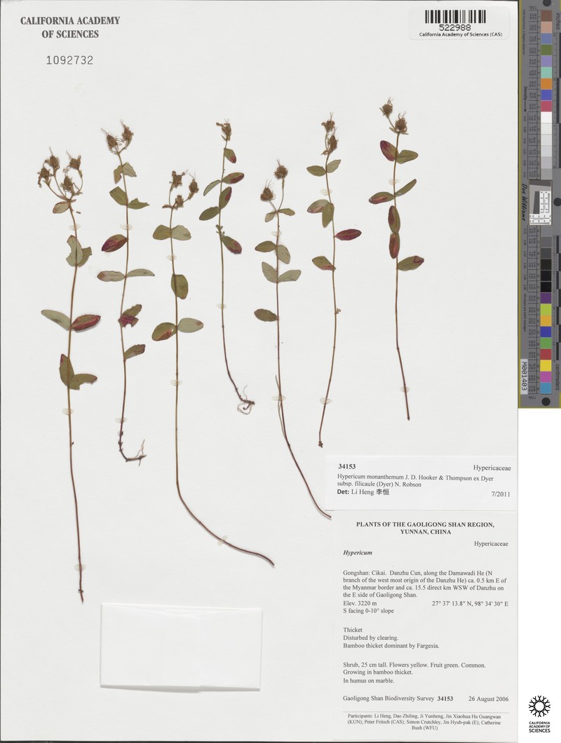 Hypericum monanthemum subsp. filicaule