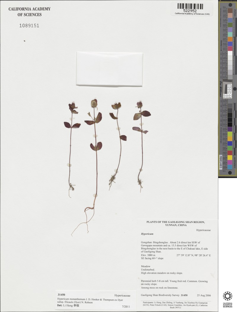 Hypericum monanthemum subsp. filicaule photo 3