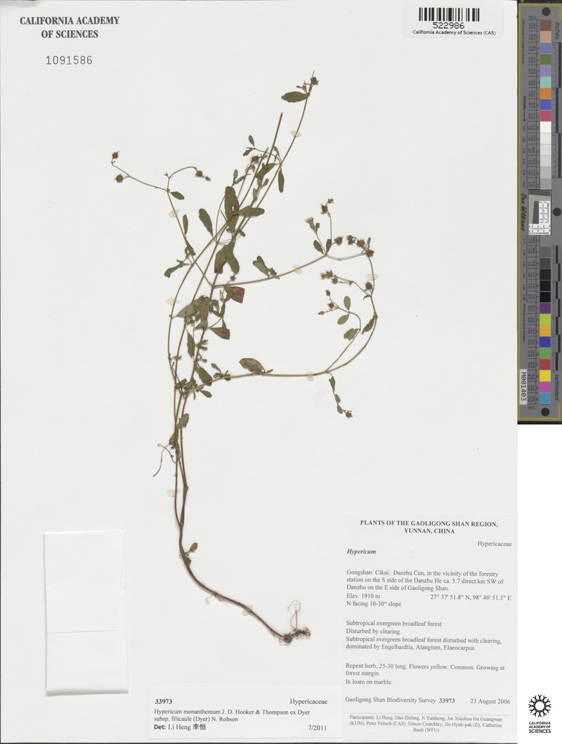 Hypericum monanthemum subsp. filicaule photo 4