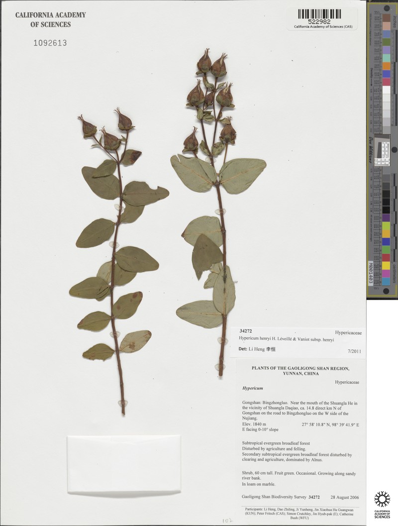 Hypericum monanthemum subsp. filicaule photo 5