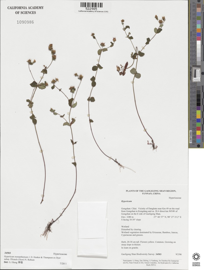 Hypericum monanthemum subsp. filicaule photo 6