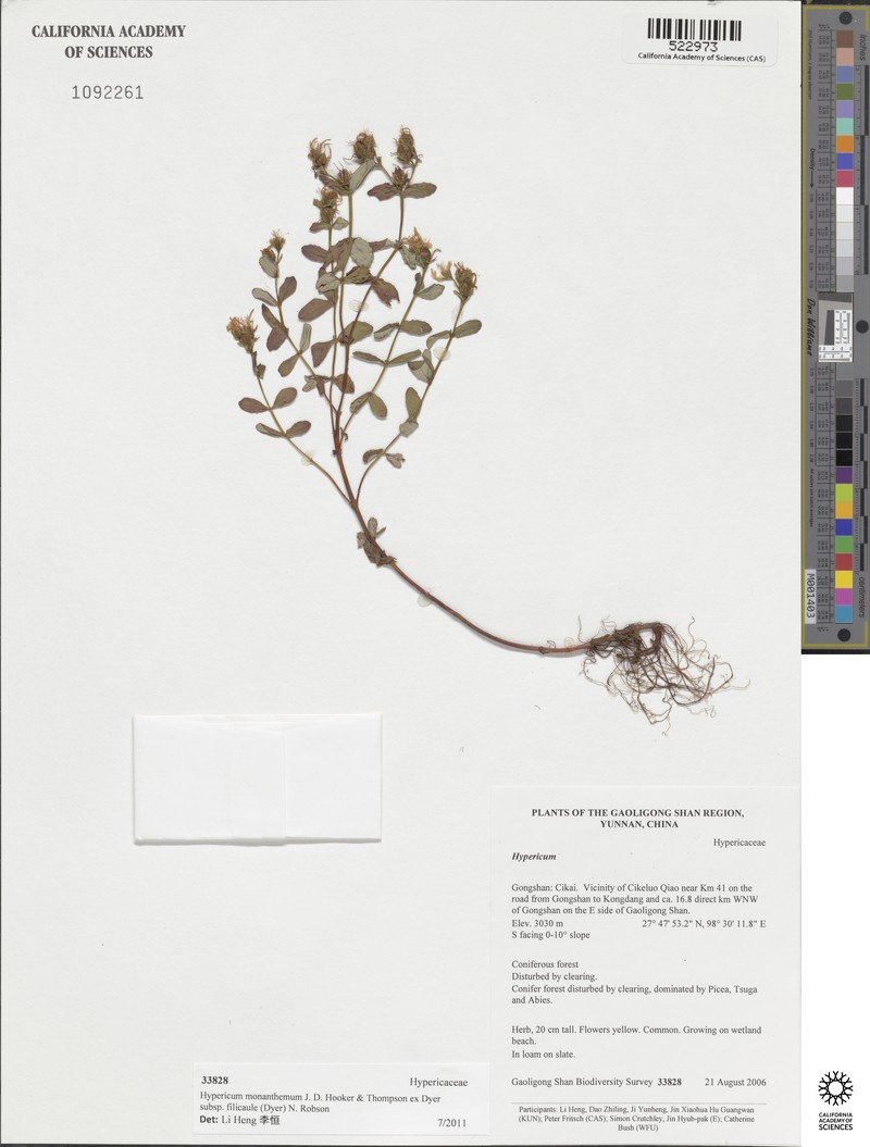 Hypericum monanthemum subsp. filicaule photo 7