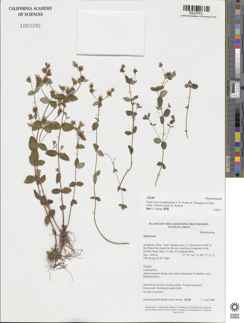 Hypericum monanthemum subsp. filicaule photo 8