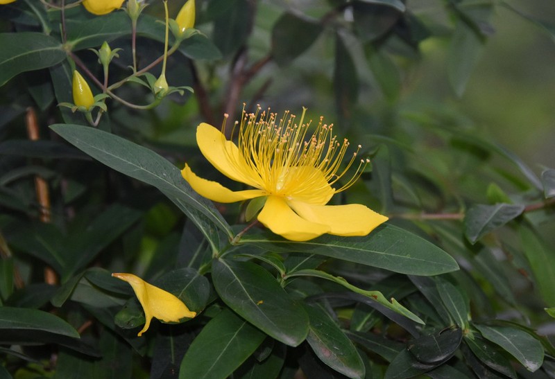 Hypericum monogynum