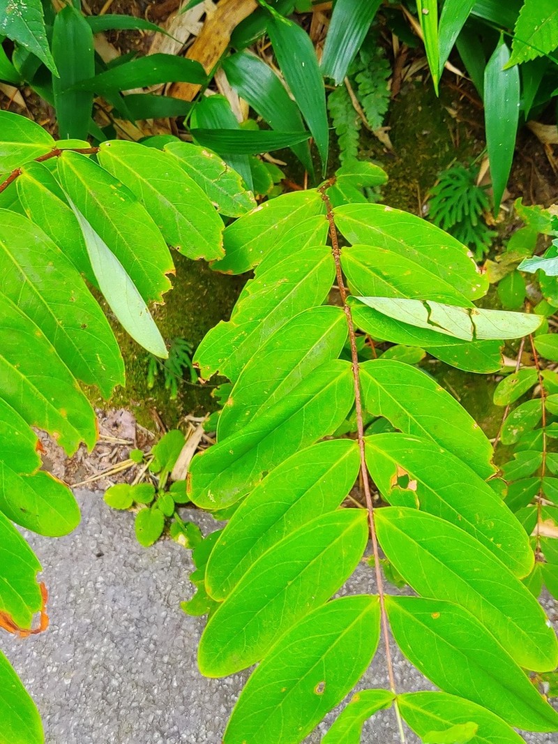 Hypericum monogynum photo 2