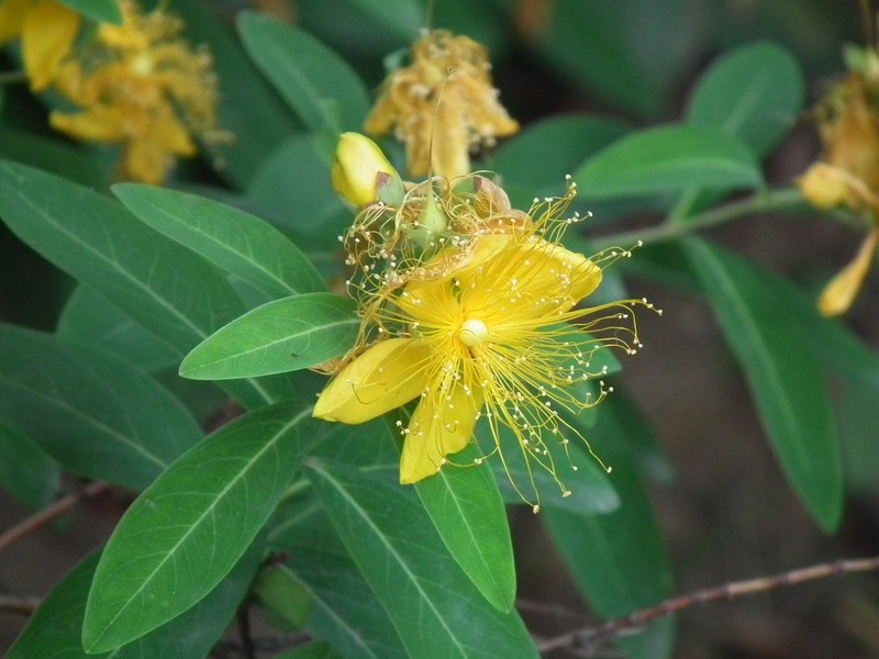 Hypericum monogynum photo 3