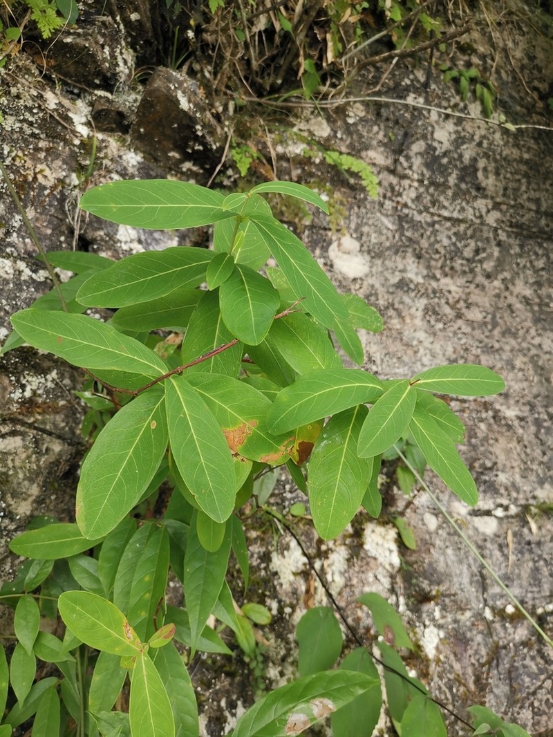 Hypericum monogynum photo 4