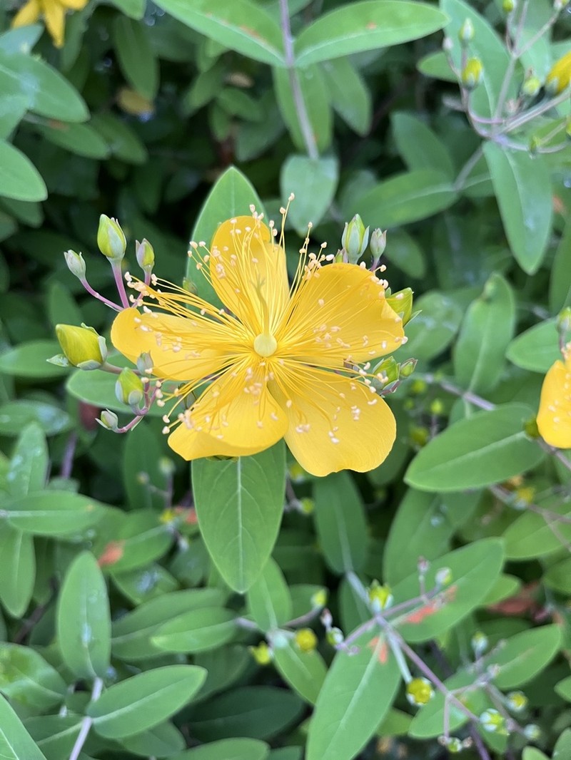 Hypericum monogynum photo 5