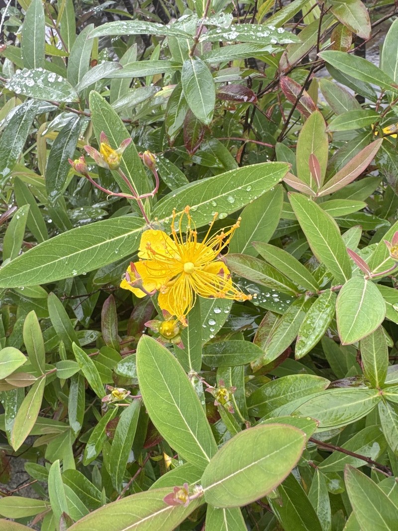 Hypericum monogynum photo 6