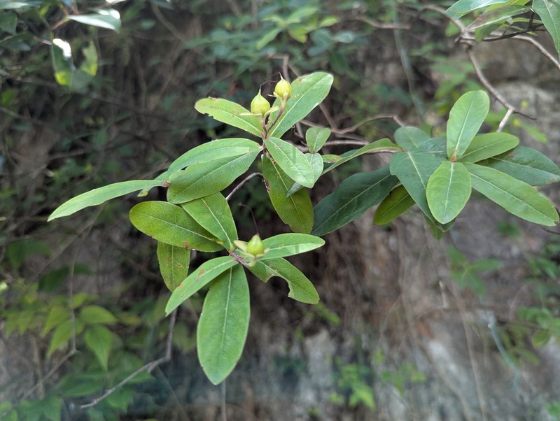 Hypericum monogynum photo 7
