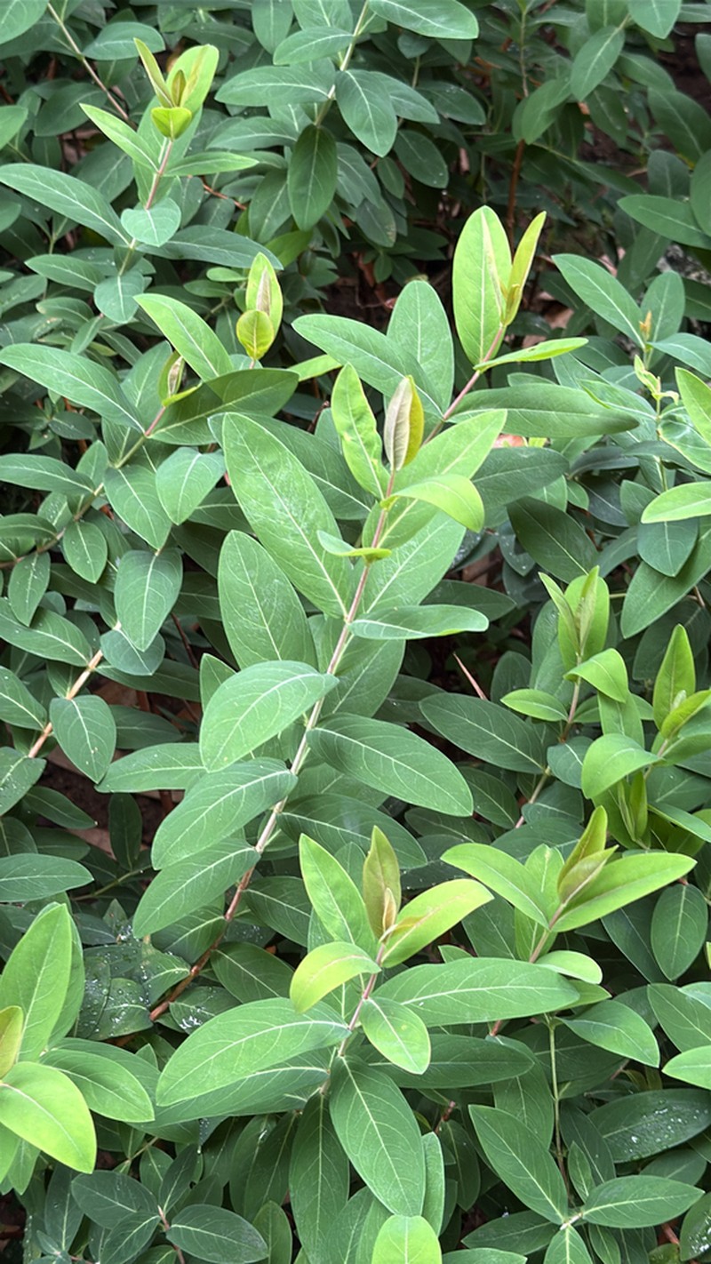 Hypericum monogynum photo 8