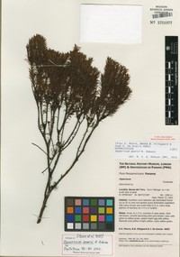 Hypericum monroi