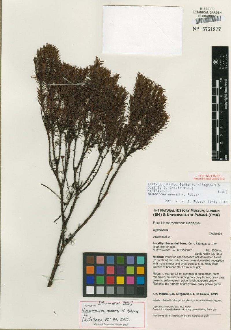 Hypericum monroi
