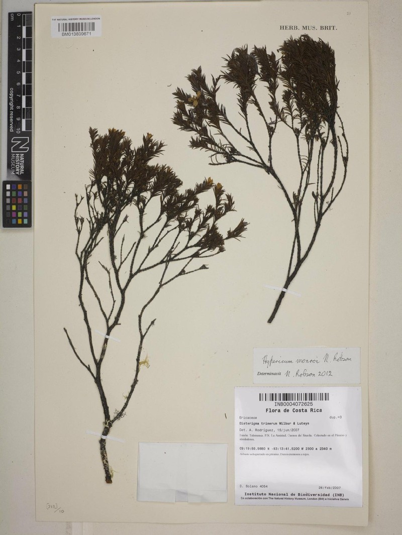 Hypericum monroi photo 2