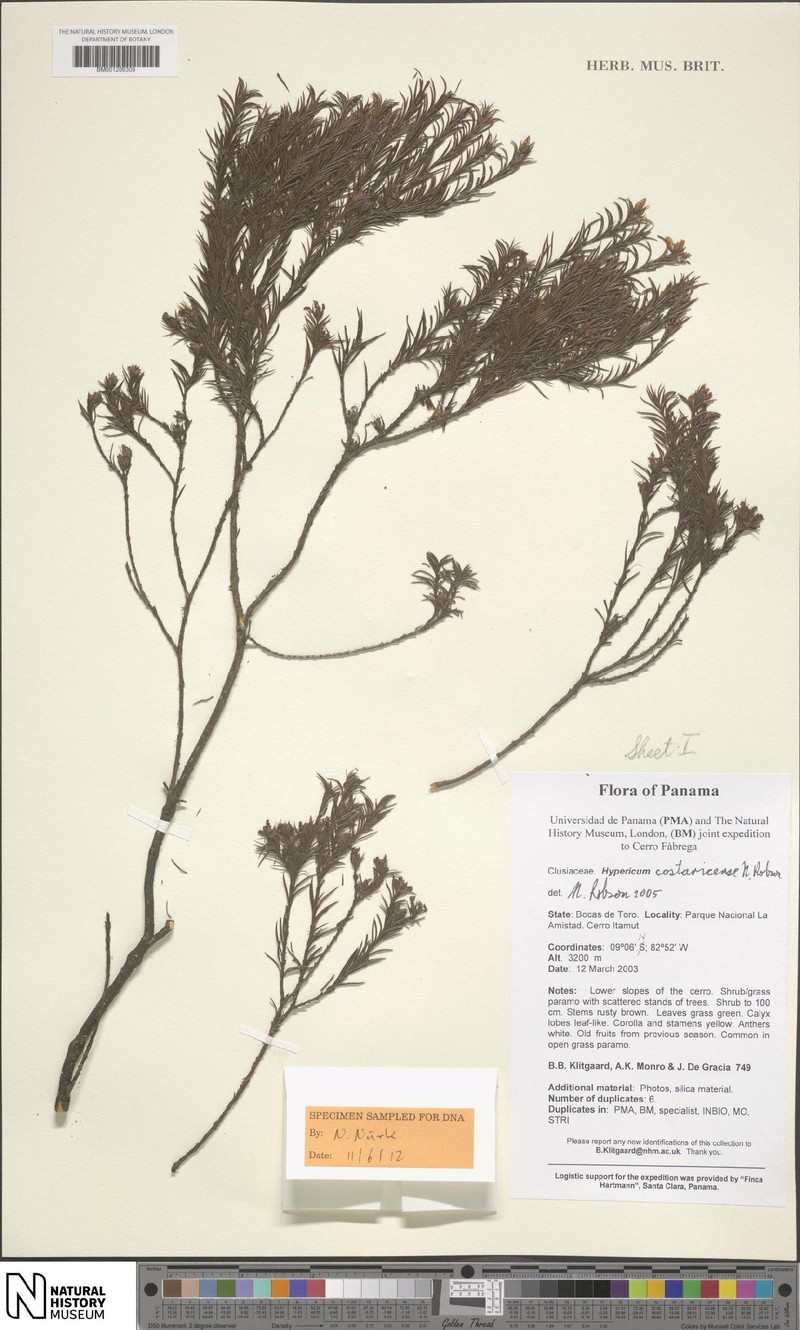 Hypericum monroi photo 3