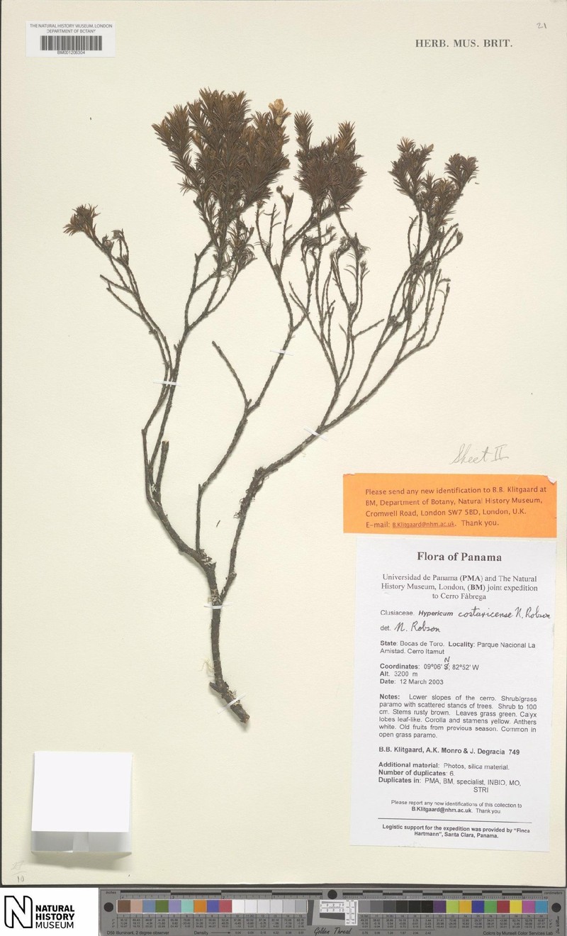 Hypericum monroi photo 4