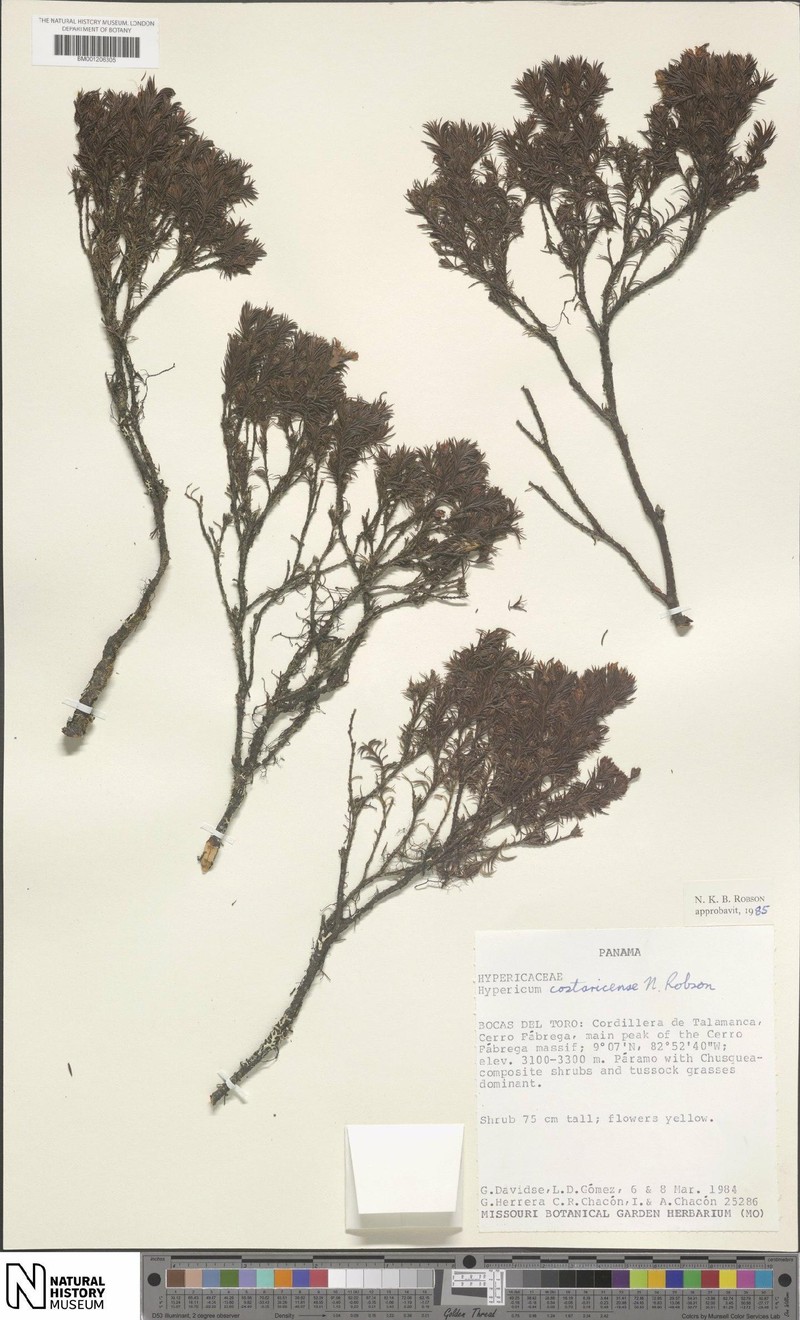 Hypericum monroi photo 5