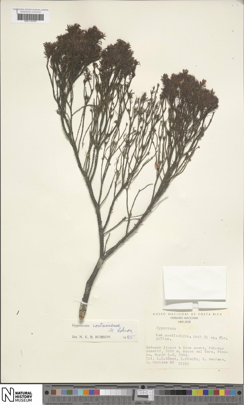 Hypericum monroi photo 6