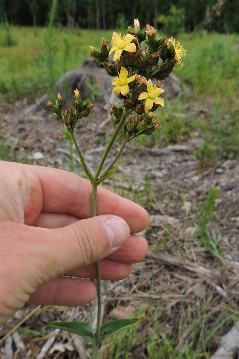 Hypericum montanum photo 2