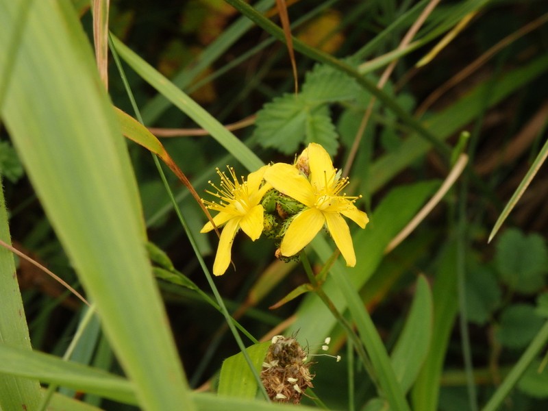 Hypericum montanum photo 3