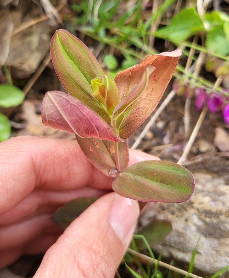 Hypericum montanum photo 4