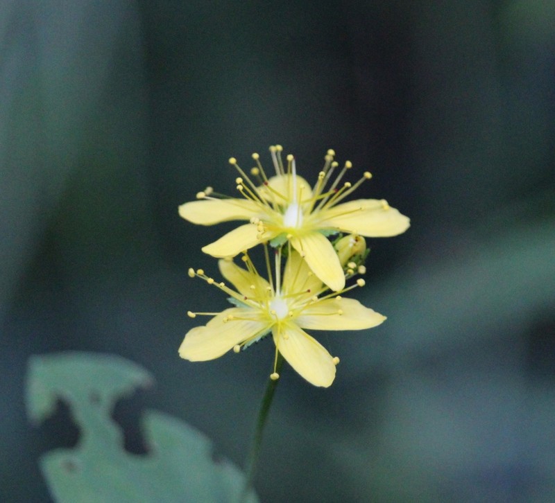 Hypericum montanum photo 5