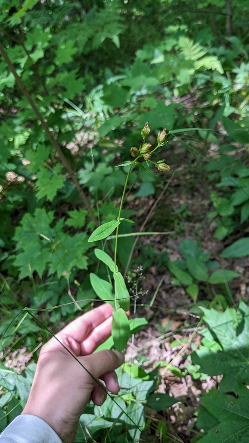 Hypericum montanum photo 6