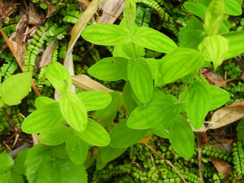 Hypericum montanum photo 7