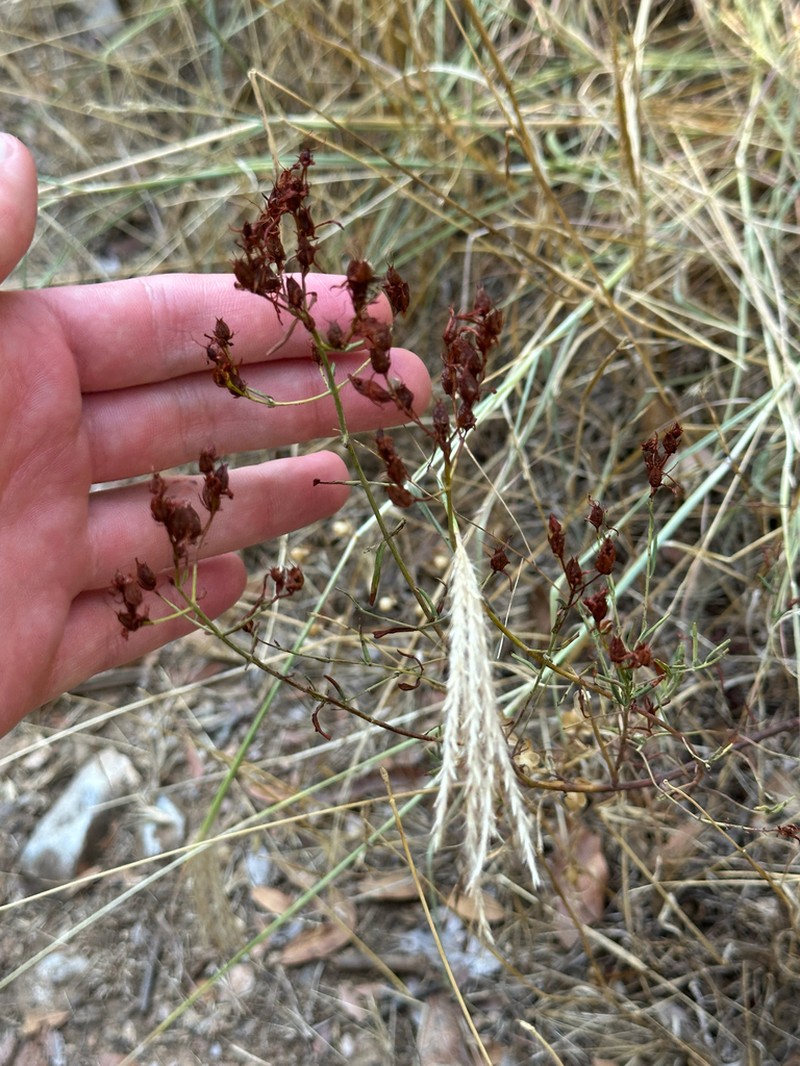 Hypericum montbretii photo 2