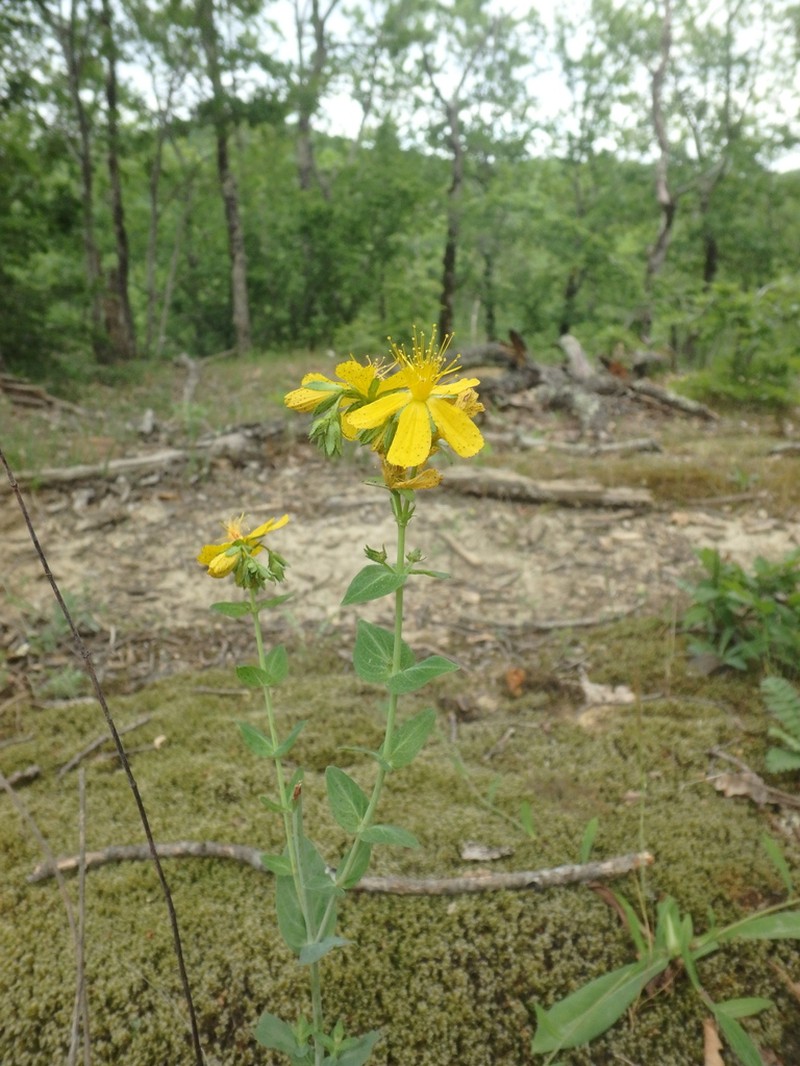Hypericum montbretii photo 3