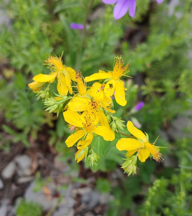 Hypericum montbretii photo 4