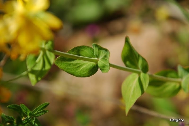 Hypericum montbretii photo 5