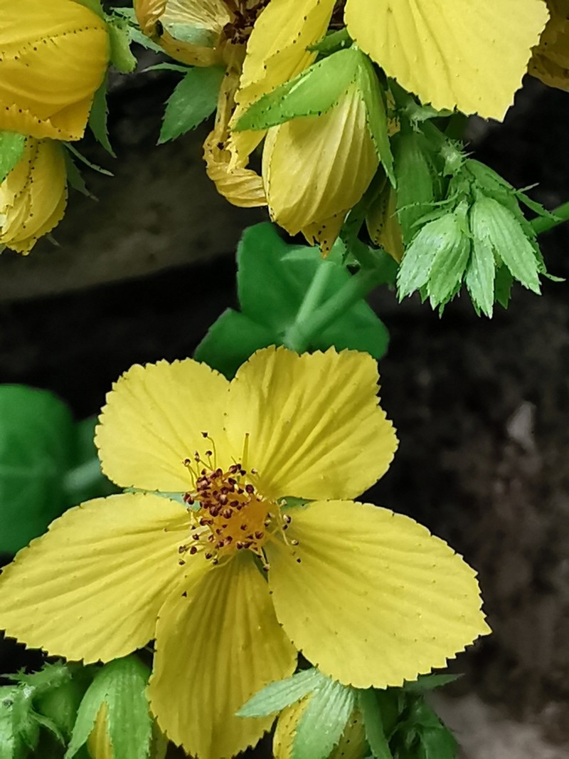 Hypericum montbretii photo 6