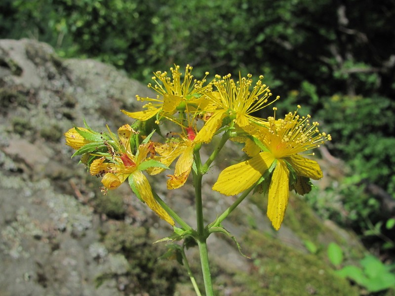 Hypericum montbretii photo 8